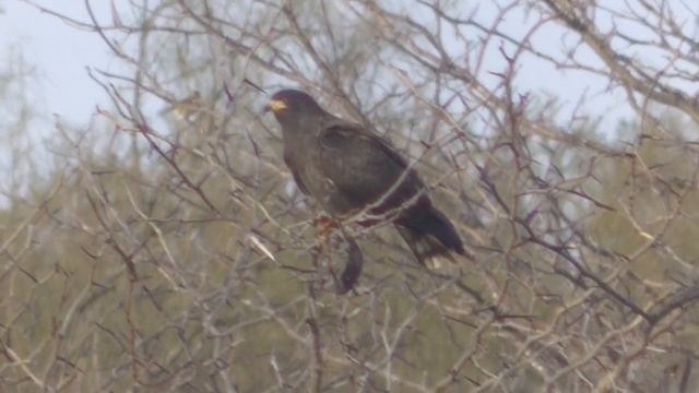 Flora, fauna y ambientes Reserva Martín R de la Peña Parte 4 Esperanza Argentina 2021 смотреть онлайн