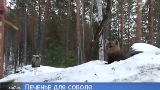 Спасатель покормил соболя смелым способом смотреть онлайн