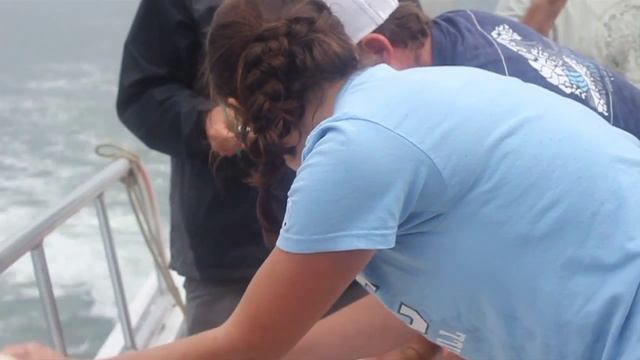The Shark Scientists смотреть онлайн