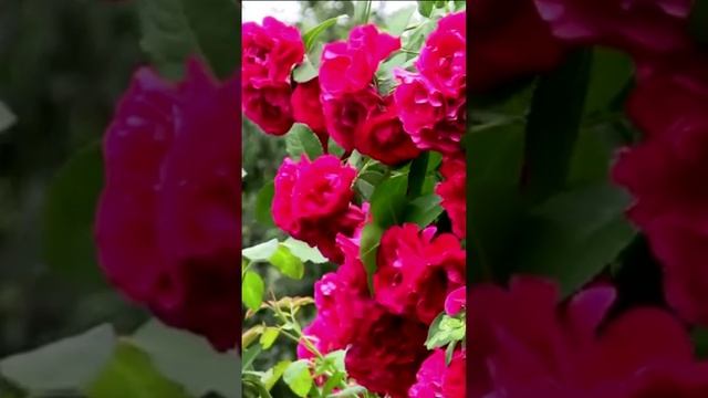 Красные розы. Дмитрий Шлапак смотреть онлайн