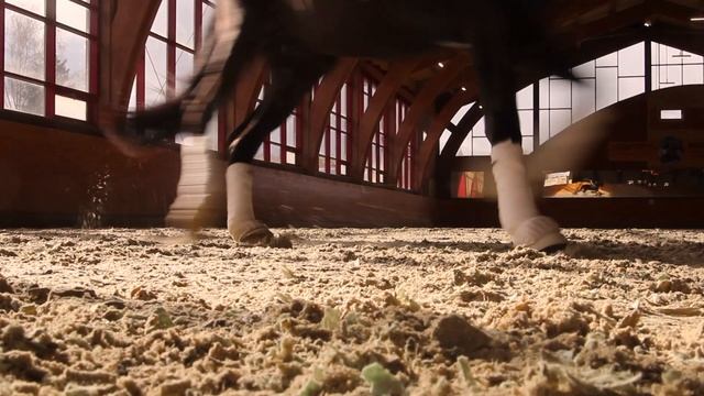 Dynamic saddles. Dressage смотреть онлайн