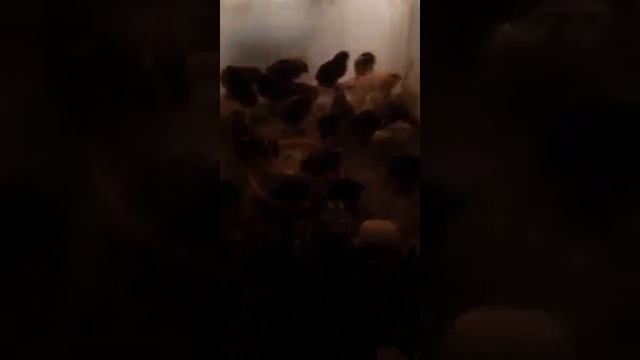 fllanza japoneze смотреть онлайн