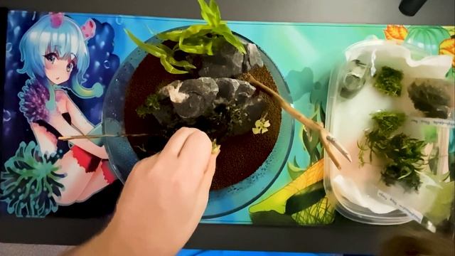Shallow Aquarium Planting смотреть онлайн