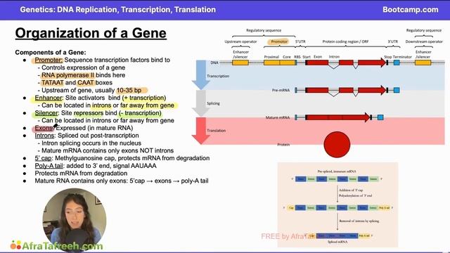 DNA Replication, Transcription, and Translation-5. Organization of a Gene atf смотреть онлайн