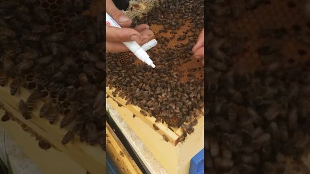 Метим матку Бакфаст #shorts #пчёлы #пчеловодство #мёд смотреть онлайн
