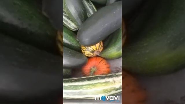 Осений сбор урожая. смотреть онлайн