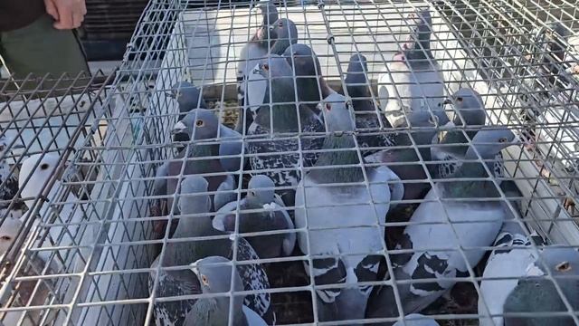 Голуби цены Птичий рынок г Пятигорск -ч1 смотреть онлайн