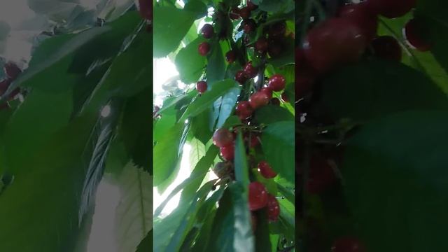 Кошачий сбор черешни! смотреть онлайн