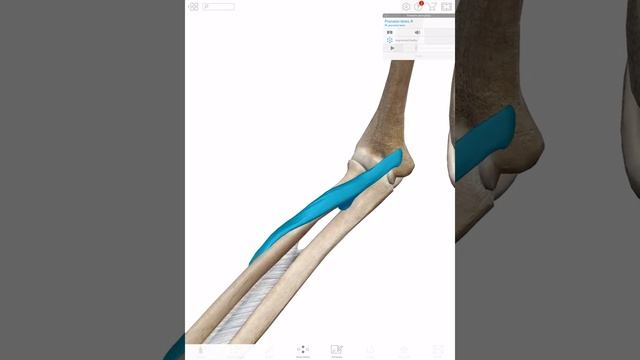 Anatomy Muscle Actions- Forearm смотреть онлайн