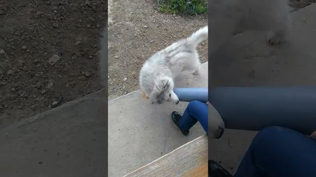 Моя собака маламут 2 месяца смотреть онлайн