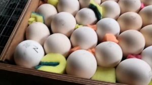 Закладка яиц в инкубатор. ремонт трещинки ( небольшой)