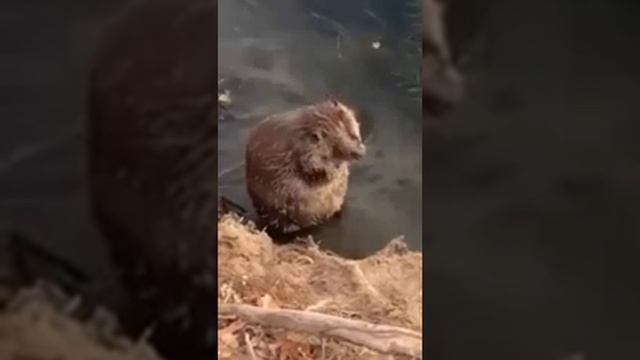 Песня купался бобер бобер в природе смотреть онлайн