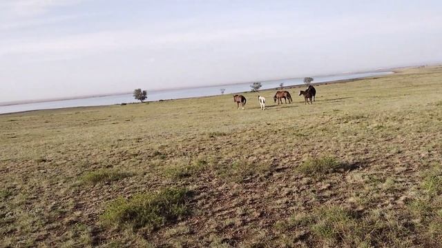 Алтайский биелер,Алтайские кобылы#кобыла #жылқы #лошади #horses #коневодство смотреть онлайн