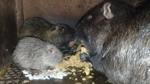 КЛЕТОЧНОЕ содержание НУТРИЙ. ПОЧЕМУ не в сарае? 21.11.24.