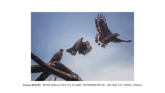 Canon EOS R7 with Edwin Martinez - Bird Photography with the new EOS R7 смотреть онлайн