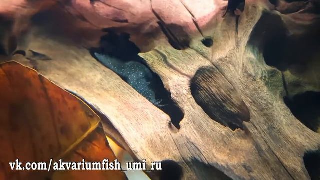Ancistrus sp. L-181 смотреть онлайн