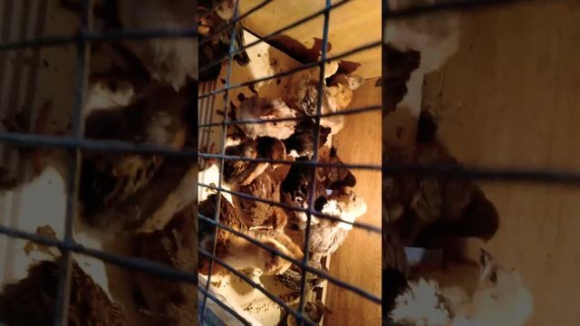Таук атеш таныстру. 🐔🐓🐤 смотреть онлайн