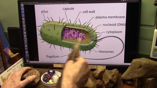 Bacteria And Enzymes Are The 