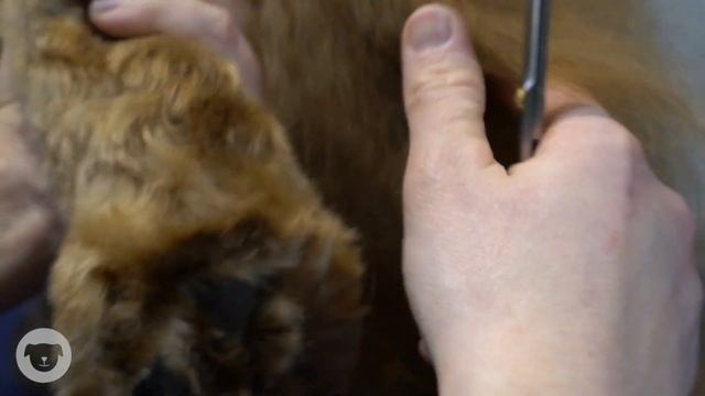 How To Trim Your Dogs Foot ✂️ BASIC Tutorial смотреть онлайн