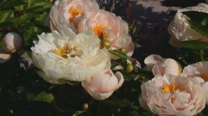 Pastelegance. Обзор пиона Пастелеганс