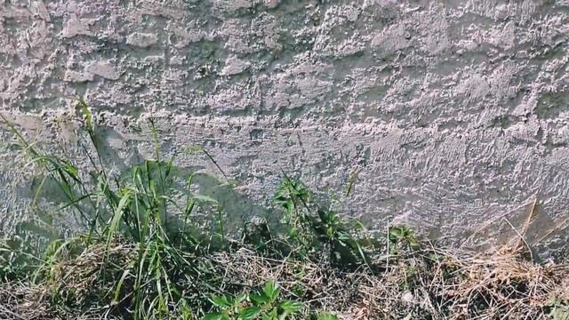 Dans mon jardin 🌻🐛 смотреть онлайн