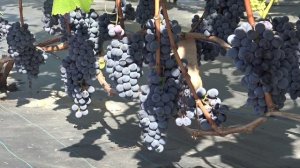 Виноград Изабелла крупноплодная 2024г.