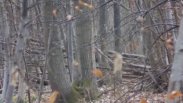 Silverback MDR & Tac-41p Kill cam footage from Tower Airsoft смотреть онлайн