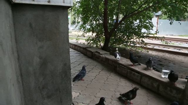 Голубь икает смотреть онлайн