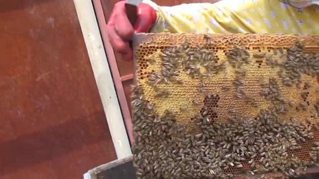 разведение пчел (пчелосемей) Нуклеус, улей для зимовки слабых семей смотреть онлайн