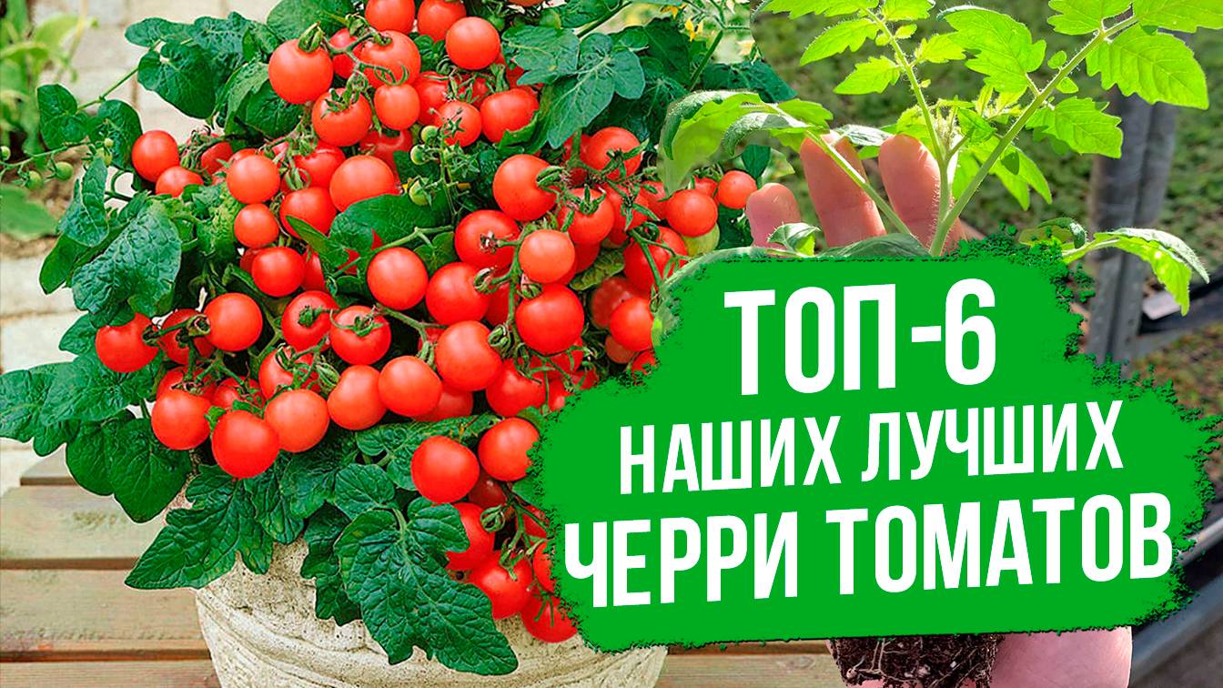 Лучшие сорта и гибриды томатов черри для открытого грунта. Урожайные и вкусные томаты черри. смотреть онлайн