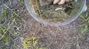 построили террариум для живородящей ящерицы