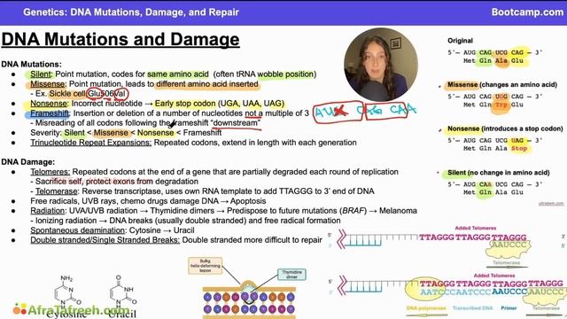 DNA Mutations, Damage, and Repair-1. DNA Mutations and Damage atf смотреть онлайн