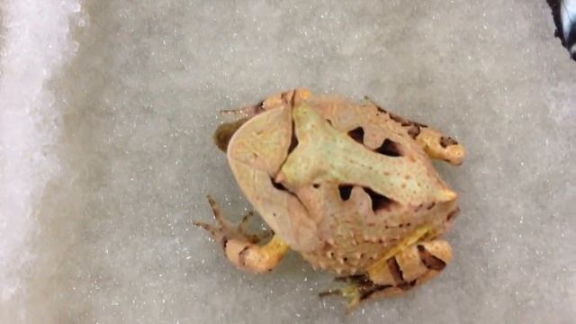 Самые необычные лягушки и жабы. top 10 смотреть онлайн