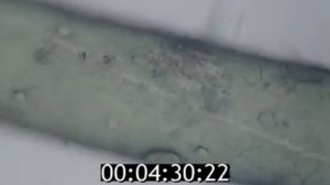 Влияние магнитных полей на всхожесть семян и развитие растений