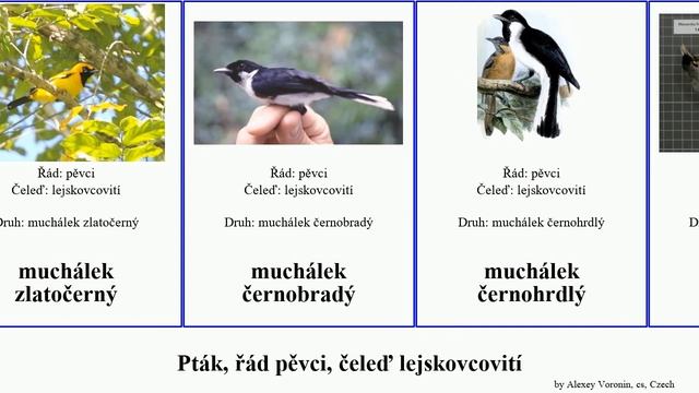 Pták, řád pěvci, čeleď lejskovcovití muchálek lejskovec bird černý popeláček černohrdlý černobílý смотреть онлайн