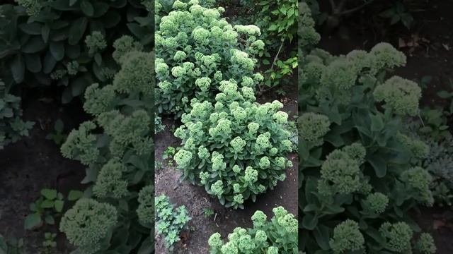 ОЧИТОК ВИДНЫЙ . #цветы #сад #garden смотреть онлайн