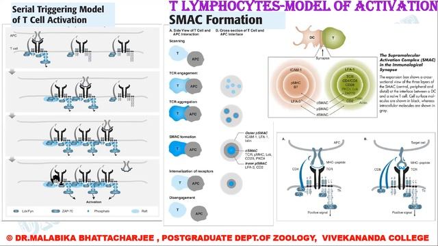 Immunology Comprehensive Revision (HN subtypes, TCR Serial Triggering & SMAC) Lecture 8 смотреть онлайн