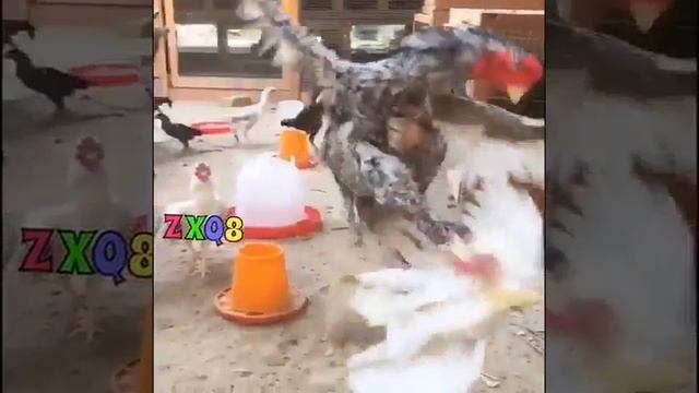 Karate Huhn смотреть онлайн