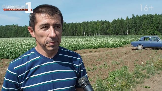 Все о картофеле. смотреть онлайн