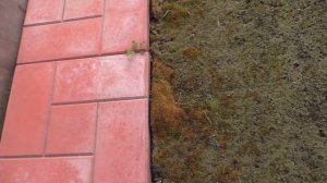 Почему этой весной на моем участке очень активно растет мох