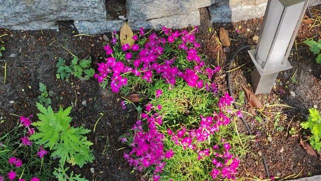 Гвоздика травянка. Что еще растет на клумбе в мае.