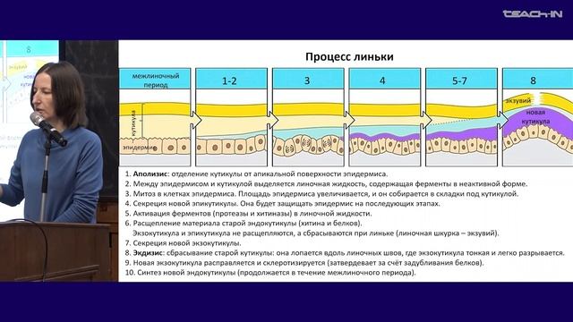 Богомолова Е.В. - Зоология беспозвоночных - 19. Линяющие (Ecdysozoa). Тип Членистоногие (Arthropoda)