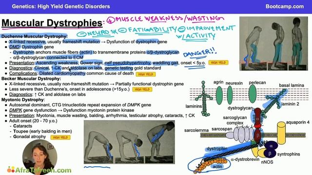 High Yield Genetic Disorders-5. Muscular Dystrophies atf смотреть онлайн