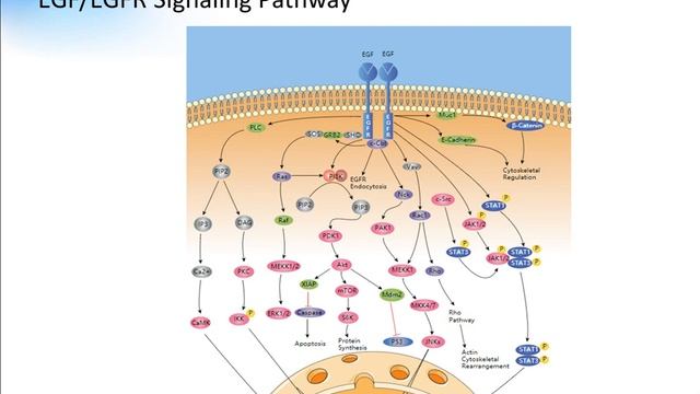 EGF EGFR Signaling Pathway Creative Diagnostics смотреть онлайн