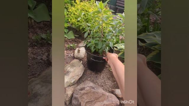 Обзор малого миксбордера. смотреть онлайн