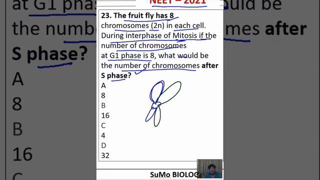The fruit fly has 8 chromosomes (2n) in each cell. During interphase of Mitosis if the number of смотреть онлайн
