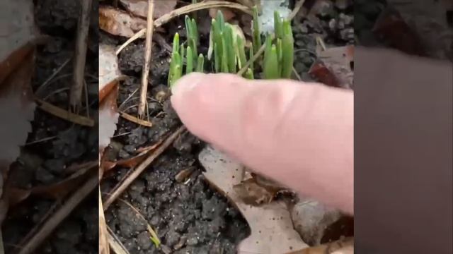 В «Аптекарском огороде» уже начали проклевываться подснежники. смотреть онлайн