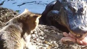 кот против крокодила