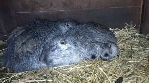 У САМОЧКИ НУТРИИ мало молока. Подкармливаю ЩЕНКОВ. 19.11.24