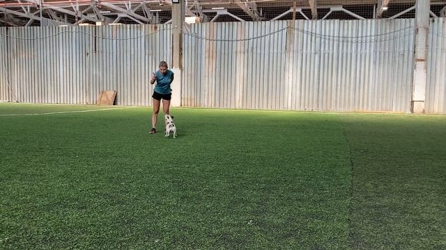 Танцы с собаками Dog dance Тимошина Светлана & Гувер.Танец "Горько-Сладкий Мир"Тренировка 29.08.202 смотреть онлайн